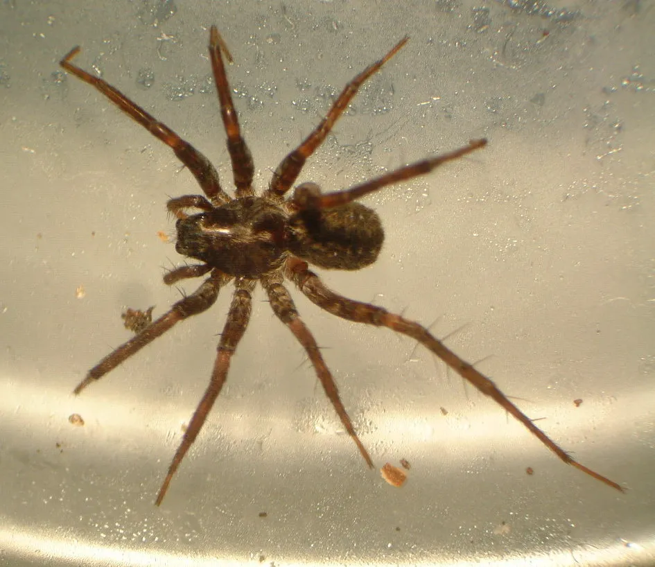 Groenland Wolf Spider - photo 2