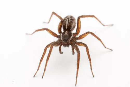Labrador Thin-legged Wolf Spider