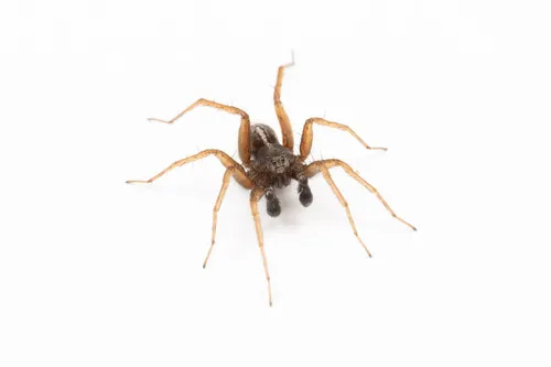 Labrador Thin-legged Wolf Spider - photo 3