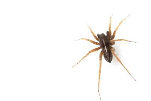 Labrador Thin-legged Wolf Spider - photo 4