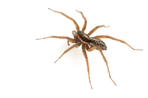Labrador Thin-legged Wolf Spider - photo 5