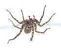 Stone Spider