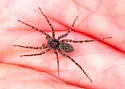 Stone Spider - photo 2