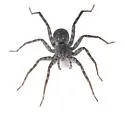 Stone Spider - photo 3