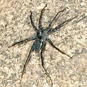 Stone Spider - photo 4