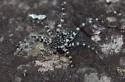 Stone Spider - photo 5