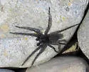 Pardosa lowriei