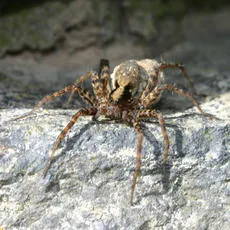 Pardosa saltans