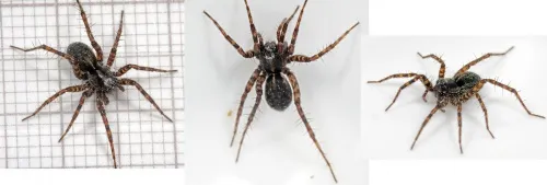 Pardosa saltans - photo 2