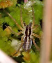 Pardosa luteola