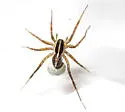 Pardosa luteola - photo 2