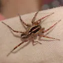 Pardosa luteola - photo 3