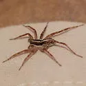 Pardosa luteola - photo 4