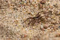 Pardosa luteola - photo 5