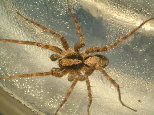 Mackenzie's Thin-legged Wolf Spider