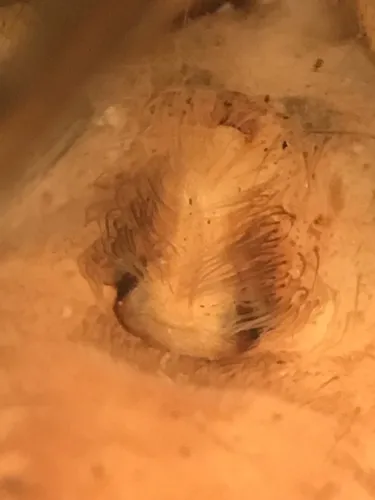 Mackenzie's Thin-legged Wolf Spider - photo 4