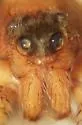 Pardosa mercurialis