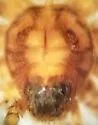 Pardosa mercurialis - photo 2