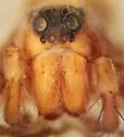 Pardosa mercurialis - photo 4