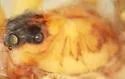 Pardosa mercurialis - photo 5
