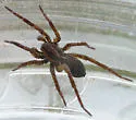 Pardosa metlakatla - photo 2