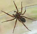 Pardosa metlakatla - photo 3