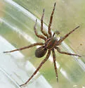 Pardosa metlakatla - photo 4