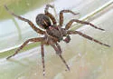 Pardosa metlakatla - photo 5