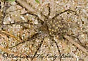 Shore spider