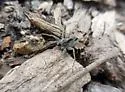 Shore spider - photo 2