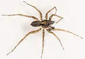 Shore spider - photo 3