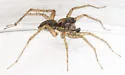 Shore spider - photo 4