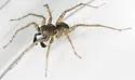 Shore spider - photo 5
