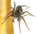 Pardosa modica - photo 2