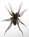 Pardosa modica - photo 3