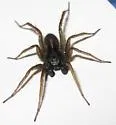 Pardosa modica - photo 5