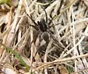Pardosa moesta - photo 2