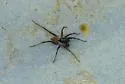Pardosa moesta - photo 3