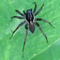 Pardosa moesta - photo 5
