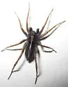 Pardosa ontariensis - Pardosa ontariensis