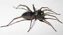 Pardosa ontariensis - photo 2