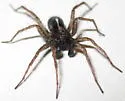 Pardosa ontariensis - photo 3