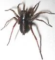 Pardosa ontariensis - photo 4