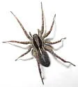 Pardosa ontariensis - photo 5