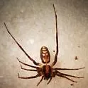 Pardosa orophila