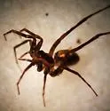 Pardosa orophila - photo 2