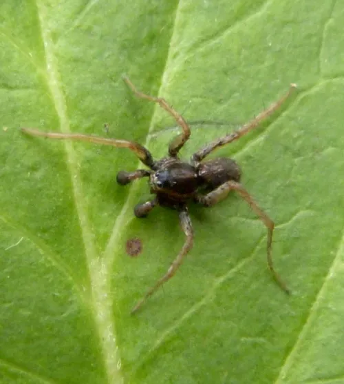 Pardosa palustris