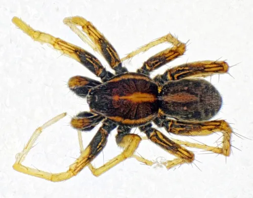 Pardosa palustris - photo 2
