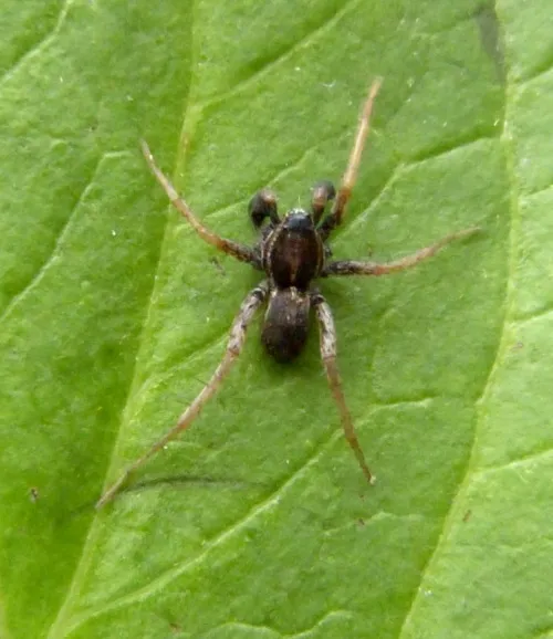 Pardosa palustris - photo 3