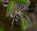 Pardosa pauxilla